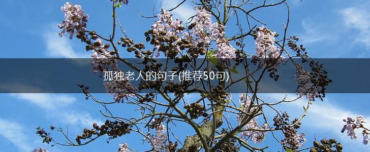 孤独老人的句子(推荐50句),第1张