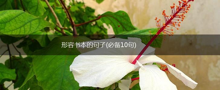 形容书本的句子(必备10句),第1张