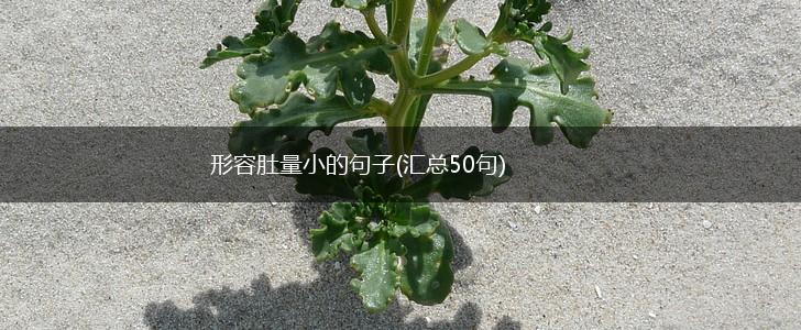 形容肚量小的句子(汇总50句),第1张
