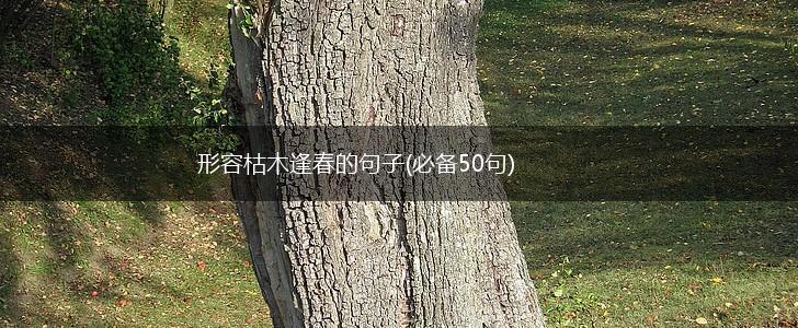 形容枯木逢春的句子(必备50句),第1张