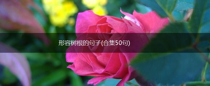 形容树根的句子(合集50句),第1张