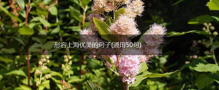 形容上海优美的句子(通用50句),第1张