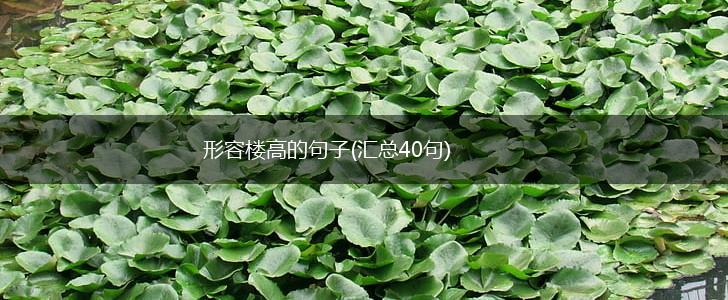 形容楼高的句子(汇总40句),第1张
