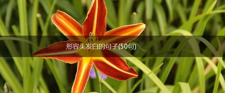 形容头发白的句子(50句),第1张