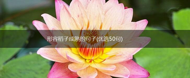 形容稻子成熟的句子(优选50句),第1张