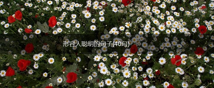 形容人聪明的句子(40句),第1张