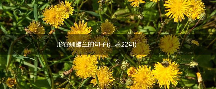 形容蝴蝶兰的句子(汇总22句),第1张