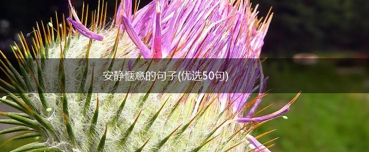 安静惬意的句子(优选50句),第1张