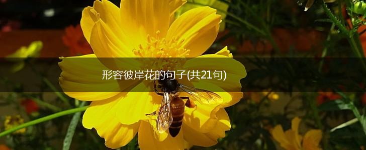 形容彼岸花的句子(共21句),第1张