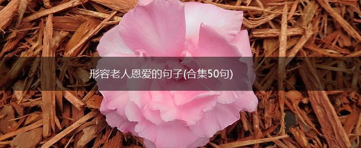 形容老人恩爱的句子(合集50句),第1张