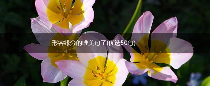 形容缘分的唯美句子(优选50句),第1张