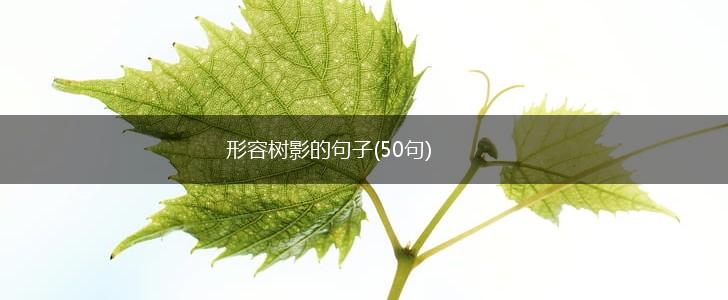 形容树影的句子(50句),第1张