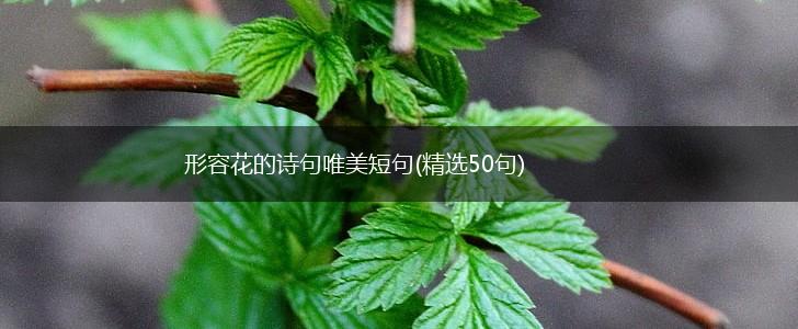 形容花的诗句唯美短句(精选50句),第1张