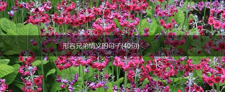 形容兄弟情义的句子(40句),第1张