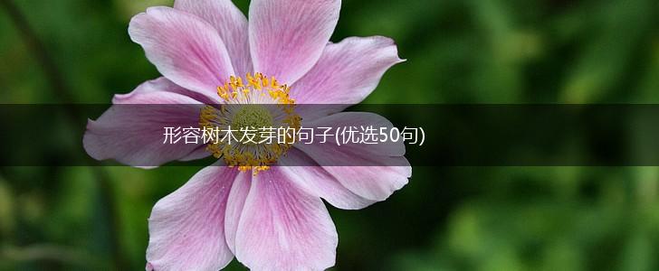 形容树木发芽的句子(优选50句),第1张