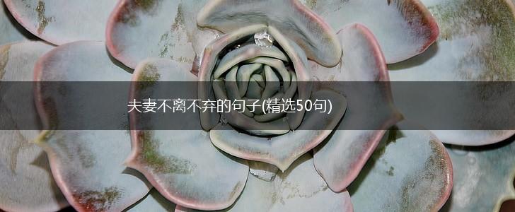 夫妻不离不弃的句子(精选50句),第1张