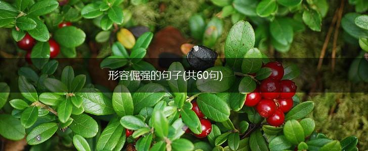 形容倔强的句子(共60句),第1张