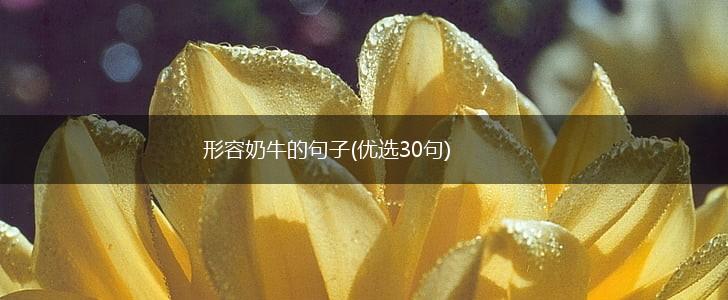 形容奶牛的句子(优选30句),第1张
