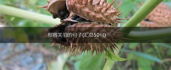 形容关羽的句子(汇总50句),第1张