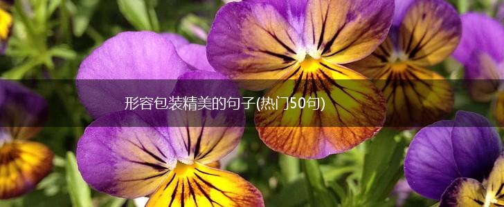 形容包装精美的句子(热门50句),第1张