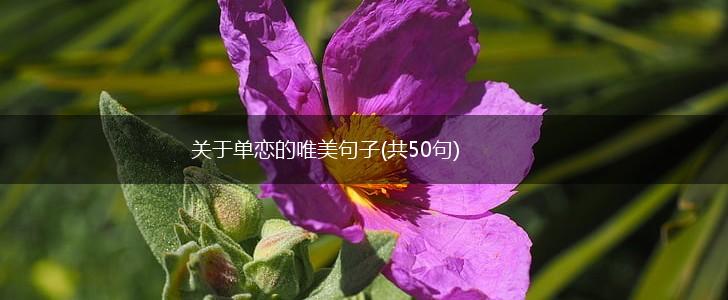 关于单恋的唯美句子(共50句),第1张