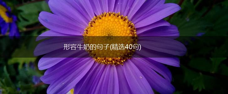 形容牛奶的句子(精选40句),第1张