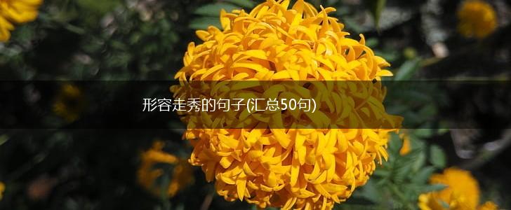 形容走秀的句子(汇总50句),第1张