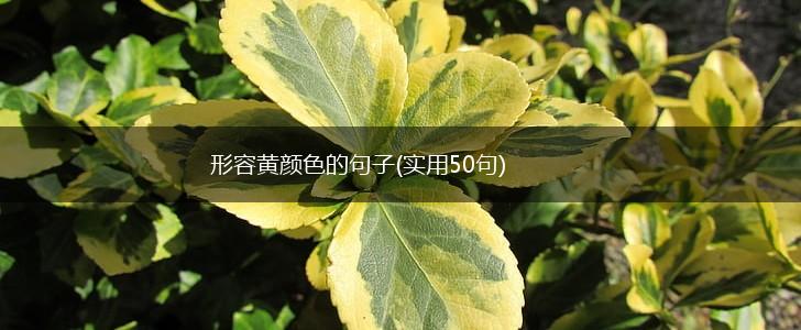 形容黄颜色的句子(实用50句),第1张