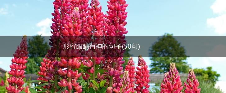 形容眼睛有神的句子(50句),第1张