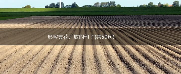 形容昙花开放的句子(共50句),第1张