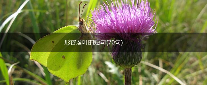 形容落叶的短句(70句),第1张