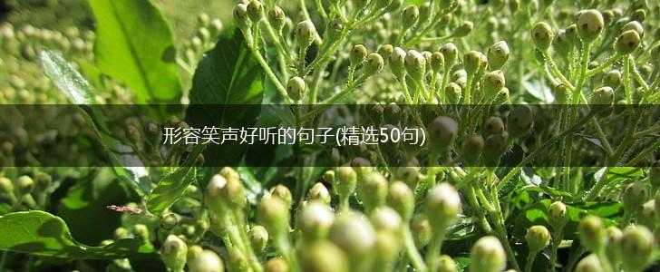 形容笑声好听的句子(精选50句),第1张