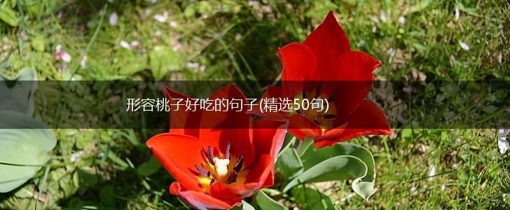 形容桃子好吃的句子(精选50句),第1张