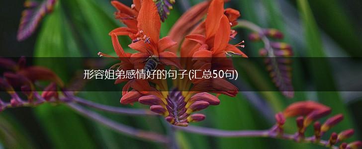 形容姐弟感情好的句子(汇总50句),第1张