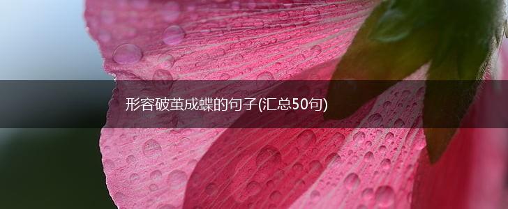 形容破茧成蝶的句子(汇总50句),第1张
