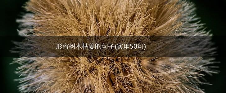 形容树木枯萎的句子(实用50句),第1张