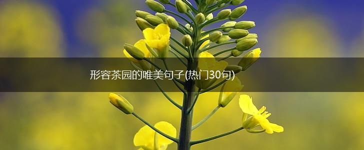 形容茶园的唯美句子(热门30句),第1张