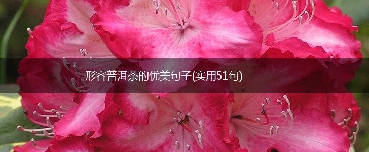 形容普洱茶的优美句子(实用51句),第1张