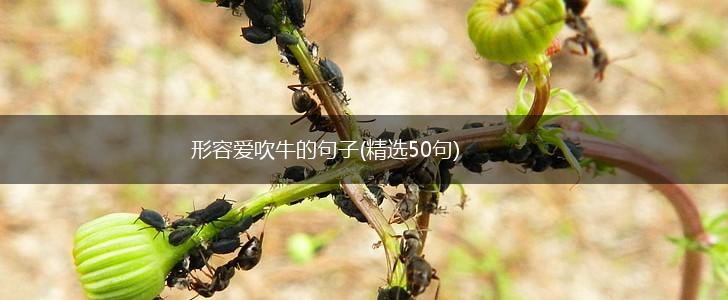 形容爱吹牛的句子(精选50句),第1张