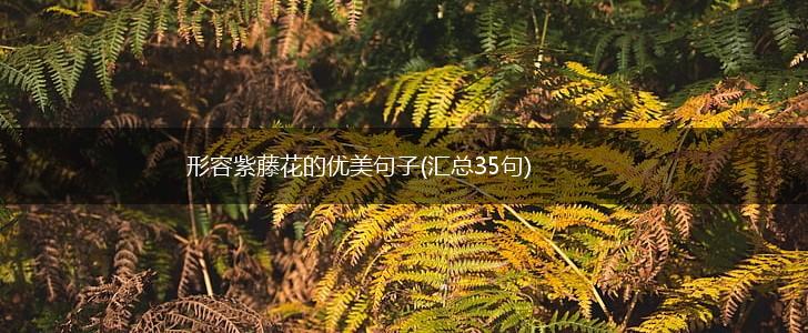 形容紫藤花的优美句子(汇总35句),第1张