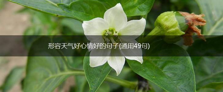 形容天气好心情好的句子(通用49句),第1张