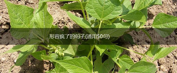形容疯了的句子(通用50句),第1张