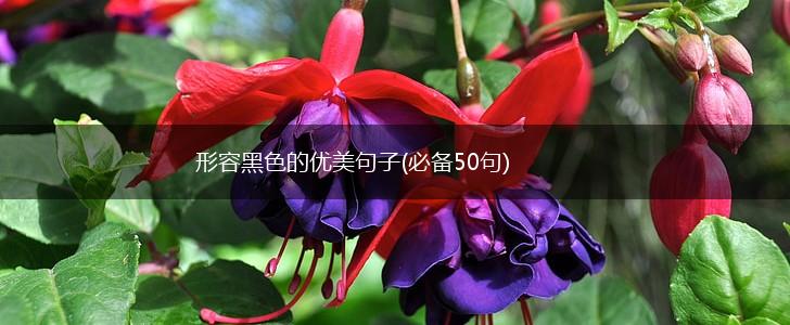 形容黑色的优美句子(必备50句),第1张