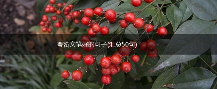 夸赞文笔好的句子(汇总50句),第1张