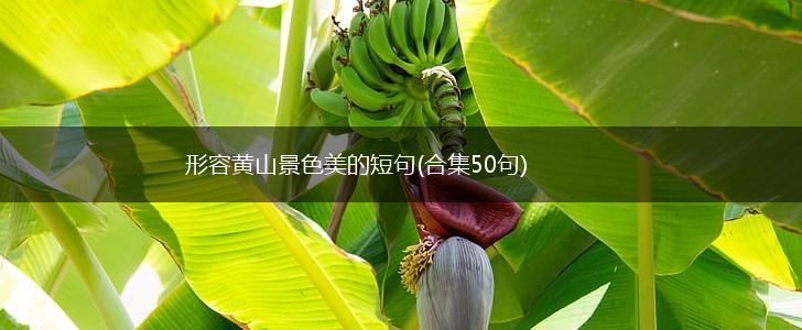 形容黄山景色美的短句(合集50句),第1张