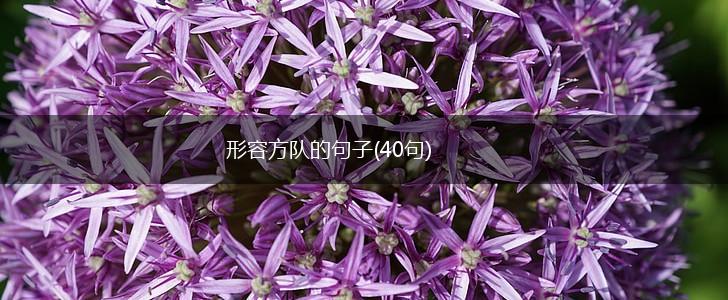 形容方队的句子(40句),第1张
