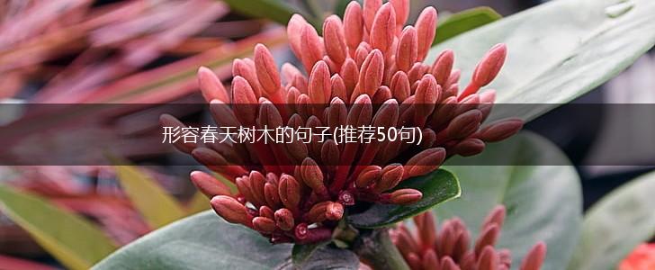 形容春天树木的句子(推荐50句),第1张