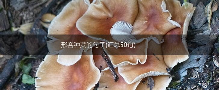 形容种菜的句子(汇总50句),第1张 形容种菜的句子(汇总50句),第1张