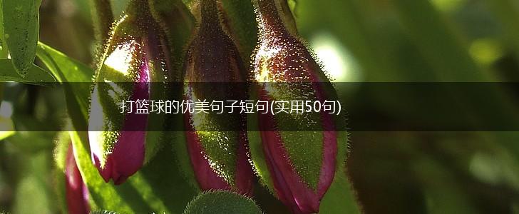 打篮球的优美句子短句(实用50句),第1张