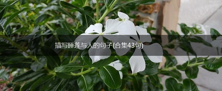 描写睡莲与人的句子(合集43句),第1张 描写睡莲与人的句子(合集43句),第1张